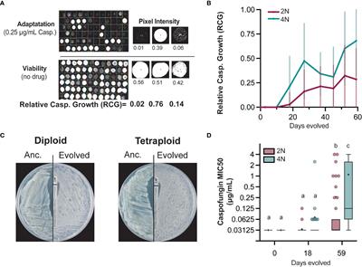 Tetraploidy accelerates adaptation under drug selection in a fungal pathogen